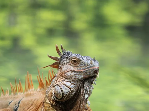 Iguana Animal Herbívoro Ovíparo Perigo Extinção — Fotografia de Stock