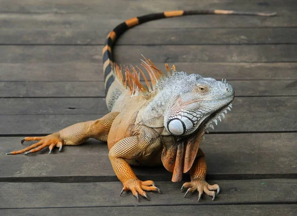 Iguana Animal Herbívoro Ovíparo Perigo Extinção — Fotografia de Stock