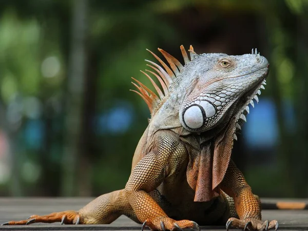 Guana Otçul Canlı Hayvan Soyu Tükenme Tehlikesiyle Karşı Karşıya — Stok fotoğraf