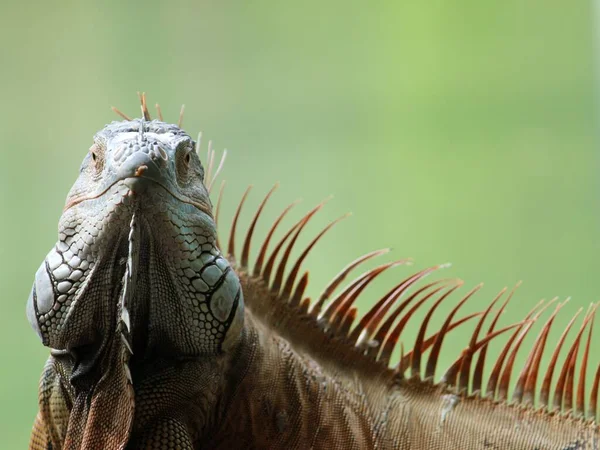 Guana Otçul Canlı Hayvan Soyu Tükenme Tehlikesiyle Karşı Karşıya — Stok fotoğraf