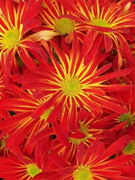 Aproximação Flores Margarida Vermelhas Com Amarelo Fundo Textura — Fotografia de Stock
