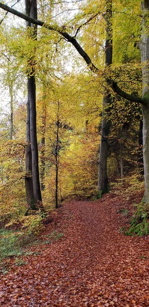 Landskap Med Tempererade Skogsträd Höstsäsongen Chiemsee Tyskland — Stockfoto