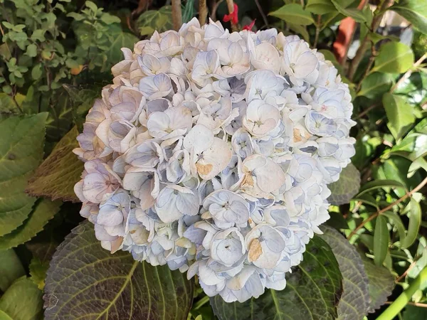 Flor Hortensias Púrpura Claro Jardín Temporada Primavera — Foto de Stock