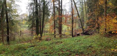 Almanya 'nın Chiemsee şehrinde sonbahar mevsiminde ılıman orman ağaçlarının olduğu manzara