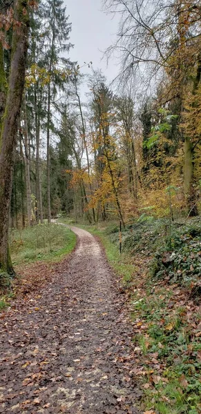 Landskap Med Tempererade Skogsträd Höstsäsongen Chiemsee Tyskland — Stockfoto