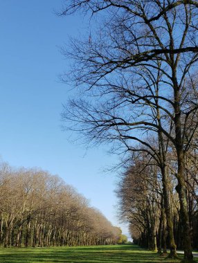 Almanya 'da sonbahar mevsiminde ılıman orman ağaçları olan manzara