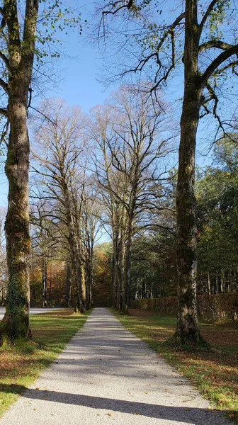 德国秋天有温带森林树木的景观 — 图库照片