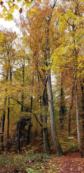 Landskap Med Tempererade Skogsträd Höstsäsongen Chiemsee Tyskland — Stockfoto