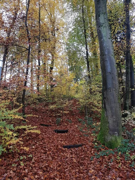 Landskap Med Tempererade Skogsträd Höstsäsongen Chiemsee Tyskland — Stockfoto