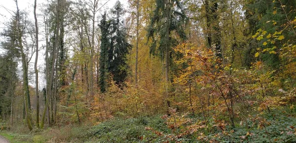 Paesaggio Con Alberi Foresta Temperata Nella Stagione Autunnale Chiemsee Germania — Foto Stock