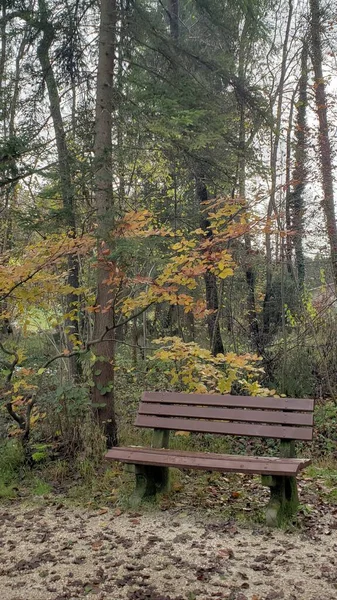 Paisaje Con Árboles Forestales Templados Otoño Chiemsee Alemania —  Fotos de Stock