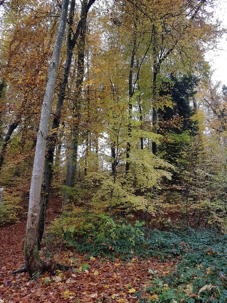 Landskap Med Tempererade Skogsträd Höstsäsongen Chiemsee Tyskland — Stockfoto