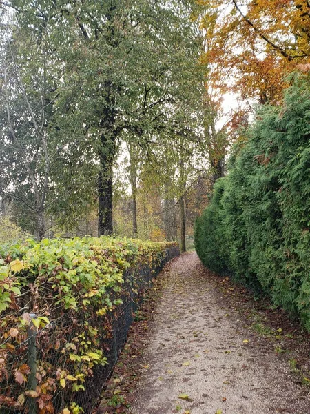 Landschaft Mit Gemäßigten Waldbäumen Herbst Chiemsee — Stockfoto