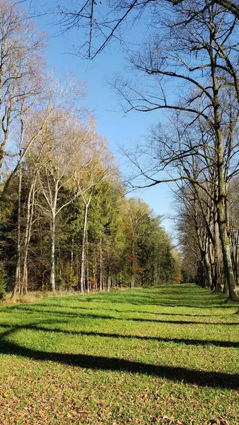 Landskap Med Tempererade Skogsträd Höstsäsongen Tyskland — Stockfoto