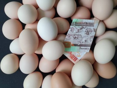 Yumurtanın tüketim ve üretim maliyeti, 20 dolarlık belizon banknot ve bir yığın organik tavuk yumurtası.