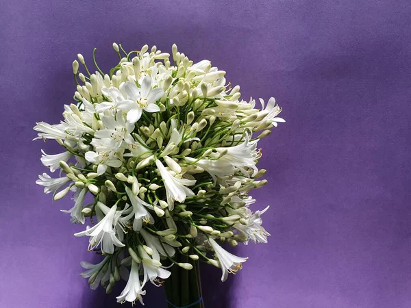 Bouquet Avec Des Fleurs Agapanthe Blanc Fond Violet Pour Décorer — Photo