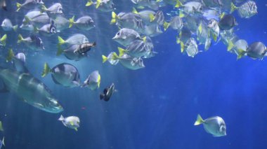 Akvaryumdaki deniz balıklarının sualtı görüntüsü