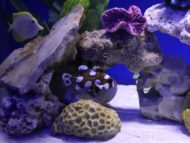 Akvaryumdaki deniz balıklarının sualtı görüntüsü