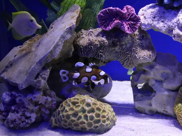 Akvaryumdaki deniz balıklarının sualtı görüntüsü