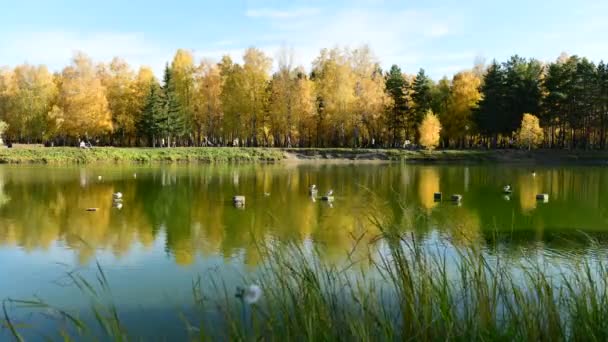 Herfst Park Laatste Warme Dagen Borden Wandelen Vogels Zwemmen Het — Stockvideo