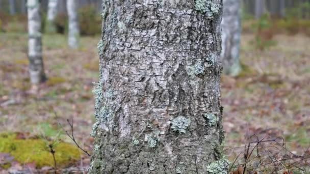 La caméra glisse devant le bouleau dans la forêt au printemps .
