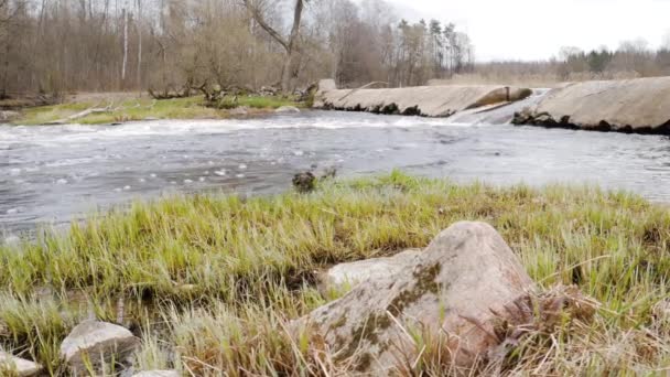 La caméra se déplace au-dessus de l'eau douce propre d'un ruisseau forestier qui coule sur des roches moussues . — Video
