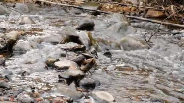La caméra se déplace au-dessus de l'eau douce propre d'un ruisseau forestier qui coule sur des roches moussues .