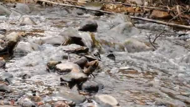 Kameran rör sig över rent sötvatten i en skogsbäck som rinner över mossiga klippor. — Stockvideo