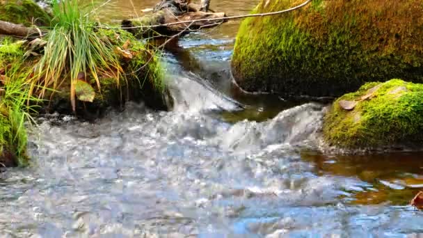 Camera beweegt over schoon zoet water van een bosstroom die over rotsen loopt. — Stockvideo