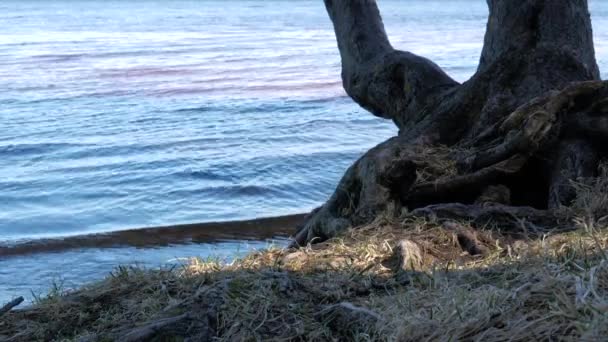 4K vista de una pequeña bahía en el hermoso lago con un árbol detrás . — Vídeos de Stock