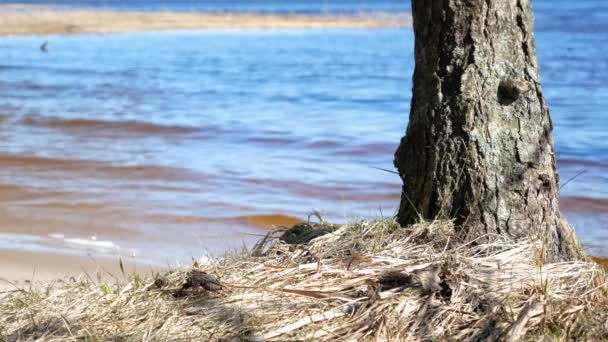 4K vista de una pequeña bahía en el hermoso lago con un árbol detrás . — Vídeos de Stock