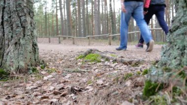 Yürüyüşçüler ormanda yürüyüş yolunda yürüyorlar.