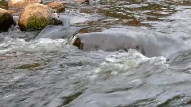 Kamera porusza się nad czystą, słodką wodą strumienia leśnego biegnącego przez skały.. — Wideo stockowe