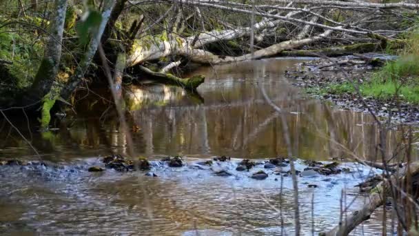 Камера движется по чистой пресной воде лесного ручья, бегущего по скалам . — стоковое видео