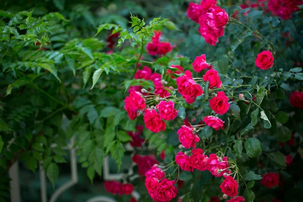 Güzel güller açan güller