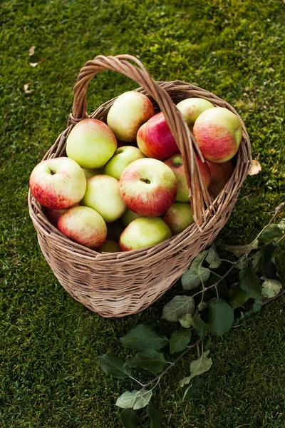 Jabłka w koszyku w środku na trawie — Zdjęcie stockowe