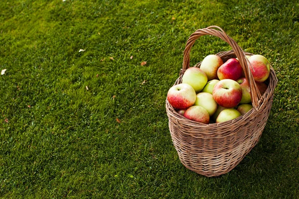 Jabłka w koszyku w prawym rogu na trawie — Zdjęcie stockowe