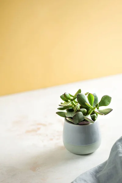 Succulent plant in a ceramic pot with place for text on white and yellow backgrounds — ストック写真