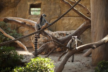İki lemuru sarmaşıkların üzerinde oturuyor. Hayvanat bahçesindeki vahşi hayvanlar. Kıbrıs 'ta hayvanat bahçesi. Yüksek kalite fotoğraf