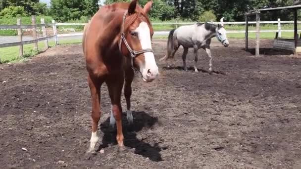 Chevaux marcher autour du paddock en été dans la rue, respirer l'air frais