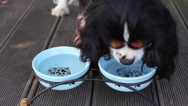 Король Чарльз Спаніель, кавалер, п'є воду з чаші на вулиці. Догляд за собакою, поведінка тварин. — стокове відео