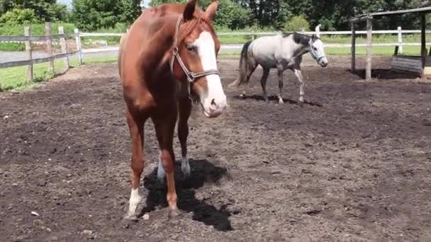 Cavalos caminham ao redor da paddock no verão na rua, respirar ar fresco — Vídeo de Stock