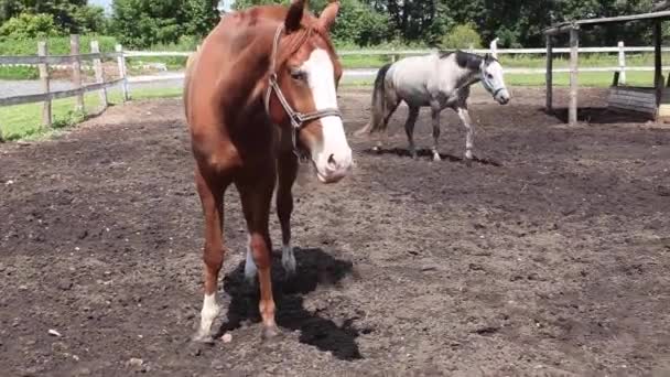 Chevaux marcher autour du paddock en été dans la rue, respirer l'air frais