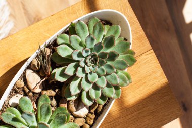 Ahşap bir arka planda yassı sulu şeyler. Ev bitkileri kavramı, yeşil bitkilerle iç dekorasyon. Uzayı kopyala Yüksek kalite fotoğraf