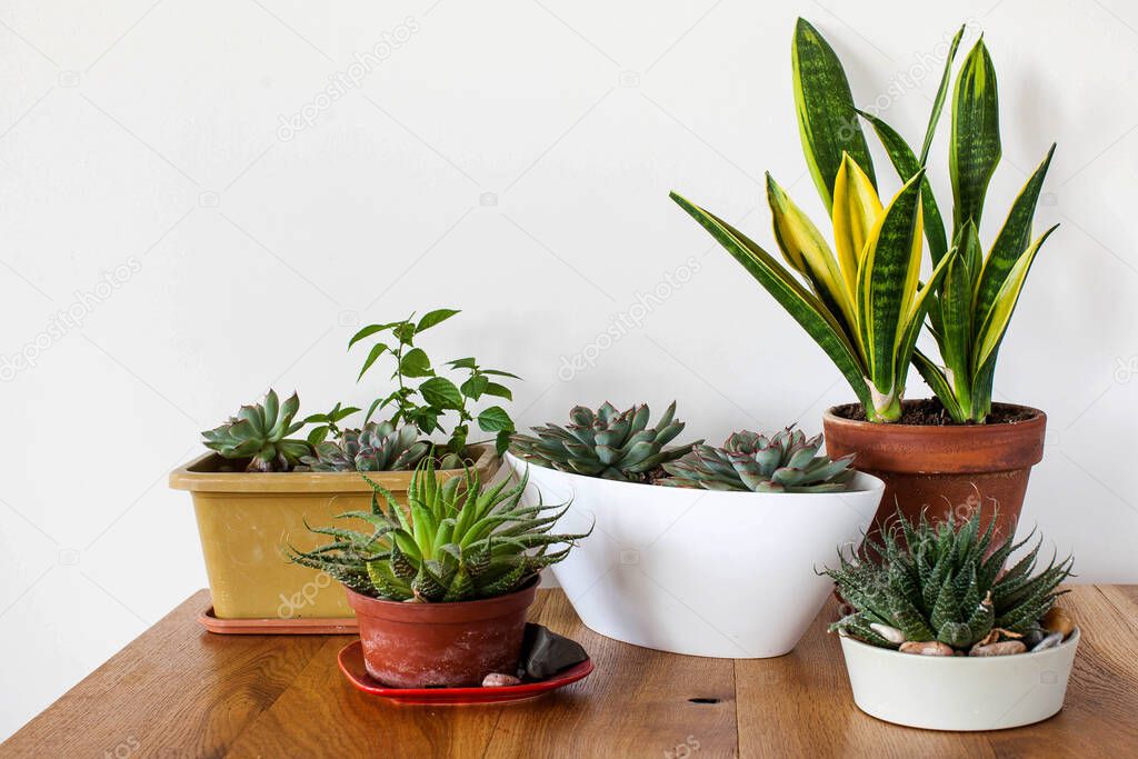 A variety of succulents and home plants on a wooden table. Concept of home plants, care of home succulents. High quality photo