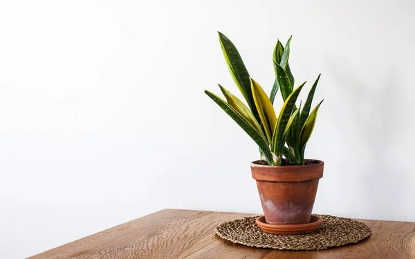 Tanaman Hijau Sansevieria Trifasciata Dalam Pot Tanah Liat Atas Meja — Stok Foto