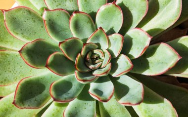 Sulu yakın çekim, tam kare. Ev bitkileri kavramı. Yüksek kalite fotoğraf