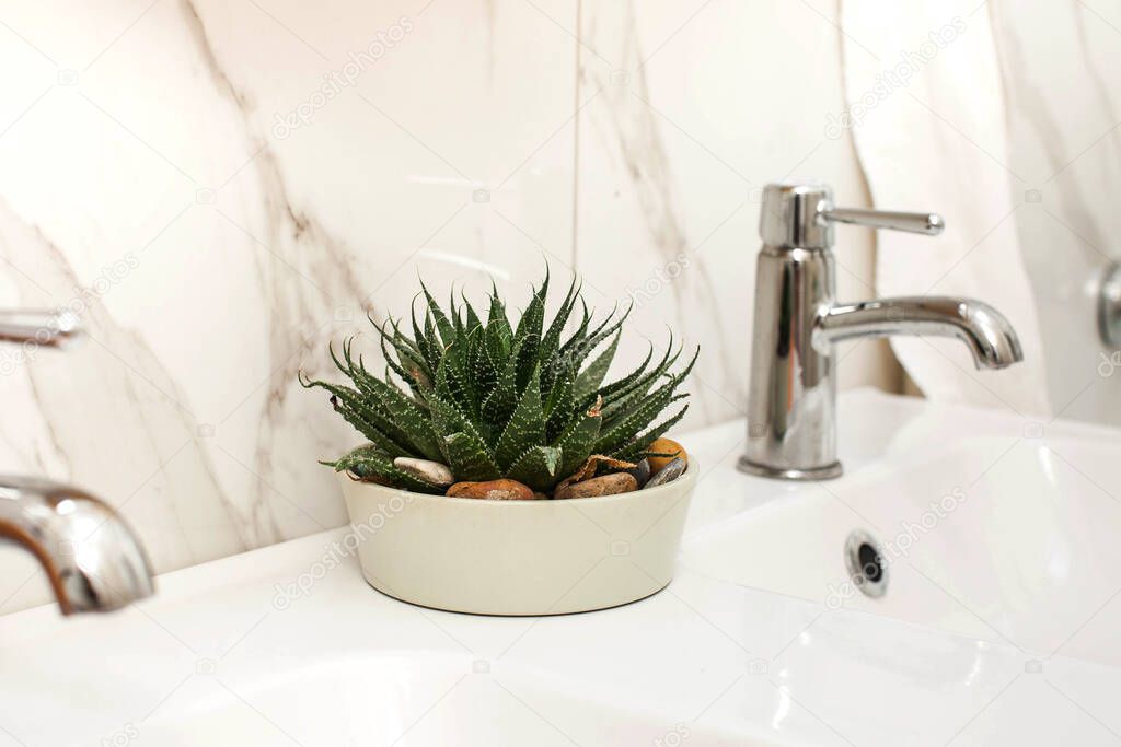Home plant succulent in a pot on the sink in the bathroom. Concept of indoor plants, landscaping of living space. Copy space