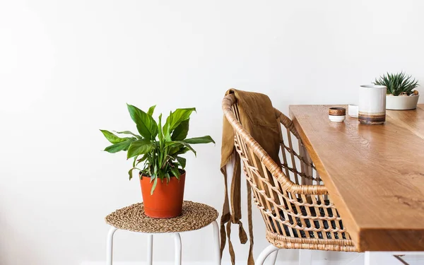 Ev yeşili bir saksıda Spathiphyllum ve bir su bidonu. Ev bitkileri kavramı. Uzayı kopyala Yüksek kalite fotoğraf