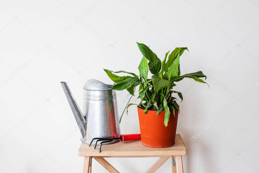 Home green plant Spathiphyllum in a pot with a watering can. The concept of house plants. Copy space. High quality photo